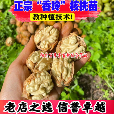 核桃树果苗香玲核桃苗纸皮薄壳