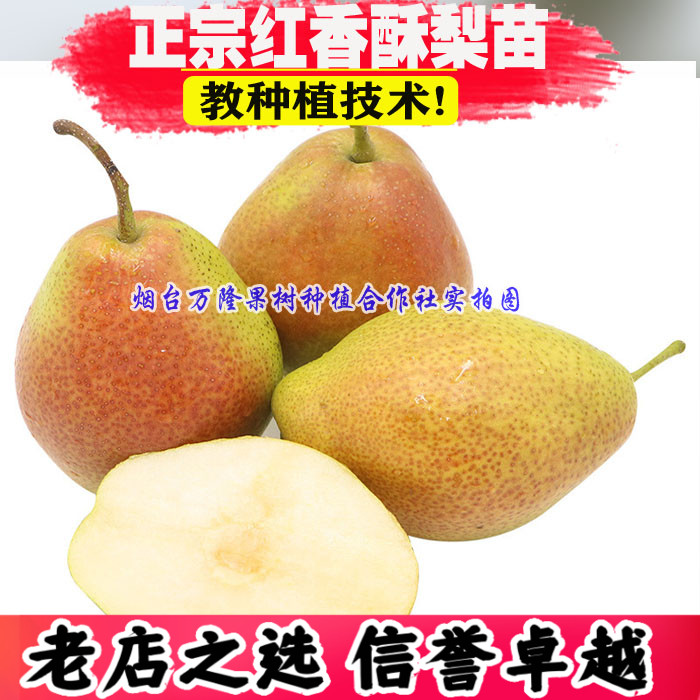 果树嫁接苗 红香酥梨树苗 南方北方种植果树 果苗肉质细嫩 香味浓