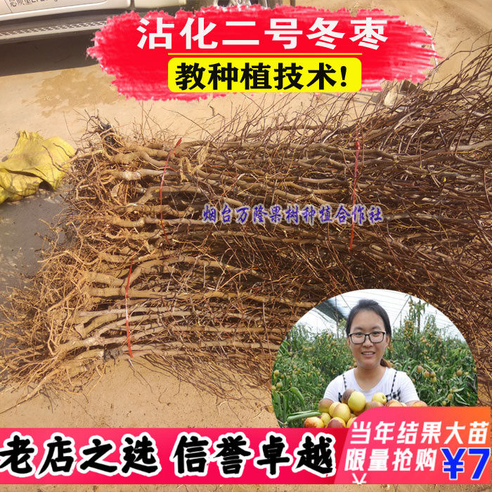 嫁接枣树苗沾化冬枣冰糖枣台湾大青枣蟠枣特大盆栽地栽南北方种植