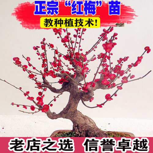 （壮苗）山东基地红梅花树苗浓香
