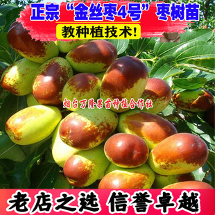 枣树活苗嫁接金丝枣4号枣树苗脆甜四号金丝小枣苗树庭院盆栽地栽