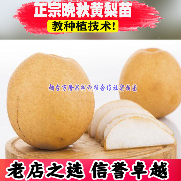 果树嫁接苗 晚秋黄梨树苗梨子南方北方品种种植水果特大地栽晚熟