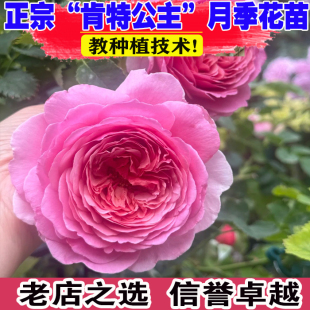 肯特公主奥斯汀盆栽大花月季庭院种植浓香味抗病性强耐热多头勤花