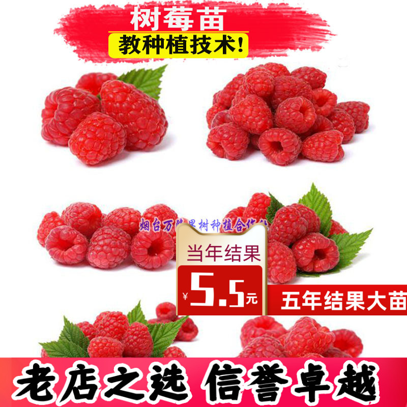 红树莓苗特大双季黑黄莓覆盆子苗