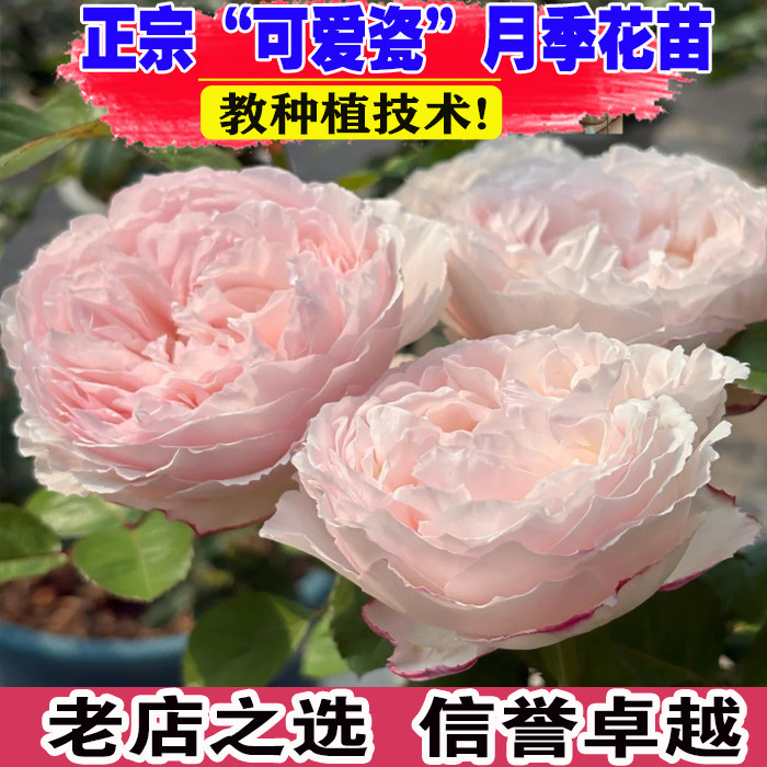 可爱瓷 爆花粉包子月季 多年生 花期长花朵很大 庭院阳台花园