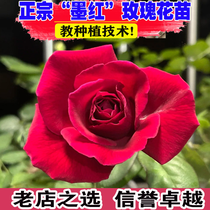 （壮苗）山东墨红可食用红玫瑰花图片