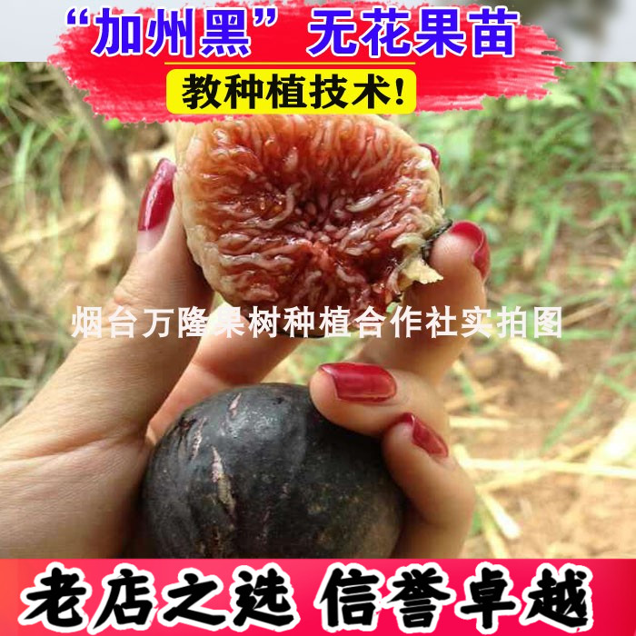 加州黑无花果树苗盆栽地栽果树苗南方北方种植品种特大当年结果