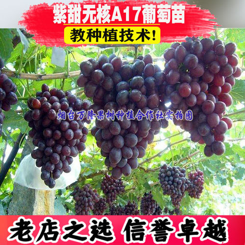 新品种紫甜无核A17葡萄苗树特大
