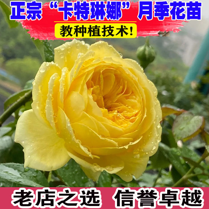 （壮苗）山东基地卡特琳娜浓香