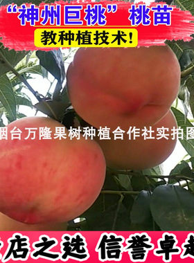 新品种神州南北方高产桃子苗