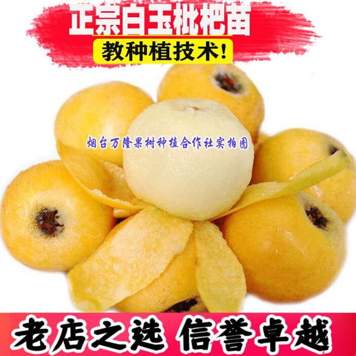 白玉枇杷苗树 白肉枇杷嫁接果树 南北方种植当年结果盆栽地栽特大