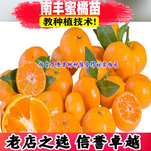 正宗南丰蜜橘苗 薄皮小贡桔 嫁接桔子苗 皮薄核少 甜酸适口 汁多