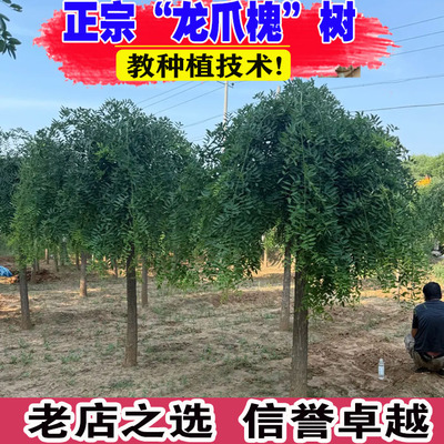 （壮苗）山东基地龙爪槐树苗