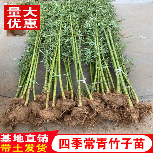 竹子苗庭院植物北方耐寒紫竹苗罗汉竹毛竹盆栽户外风景四季青竹苗