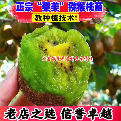 嫁接秦美猕猴桃苗绿心奇异果