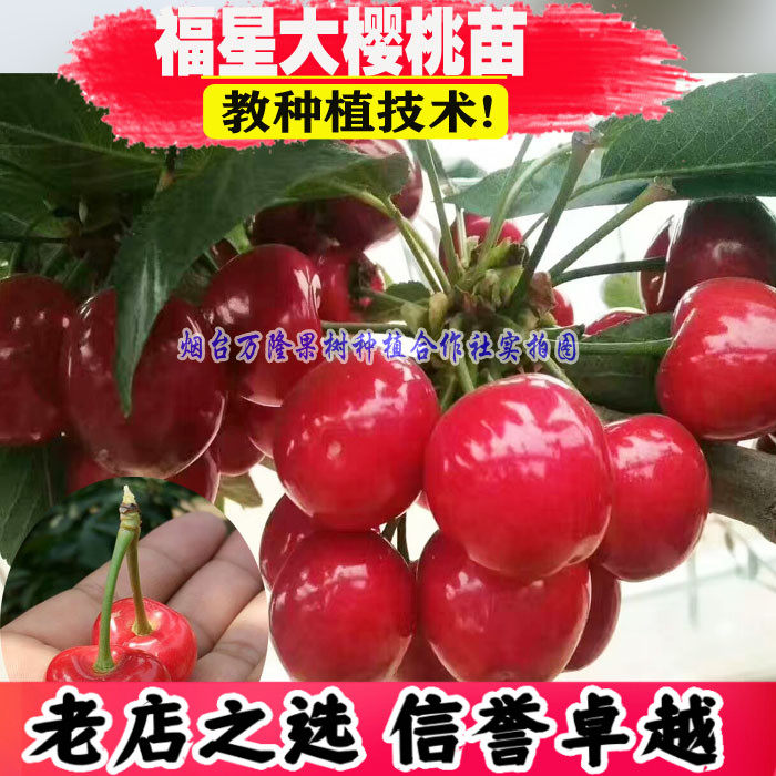 烟台新品种福星樱桃苗特大樱桃树苗中早熟南北方种植品种当年结果,鲜花速递/花卉仿真/绿植园艺,果树,淘宝优惠券,粉丝福利购,淘宝优惠卷