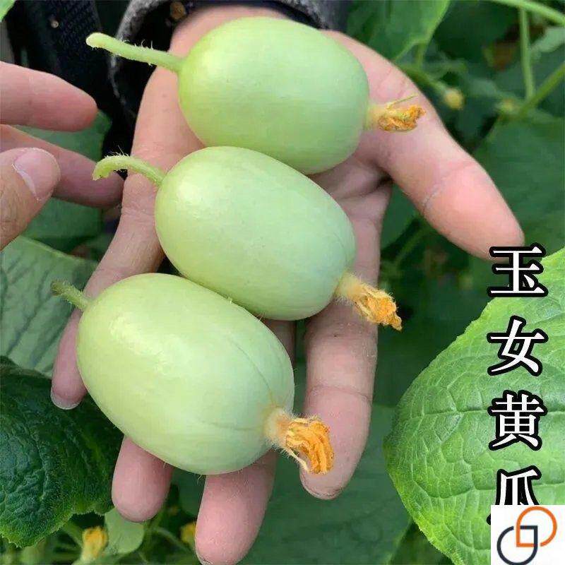迷你玉女黄瓜种子水果黄瓜苗无刺小黄瓜种籽阳台盆栽庭院蔬菜四季