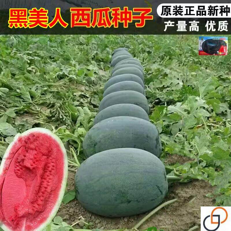 黑美人西瓜种子超甜懒汉王早熟抗家庭园艺种子