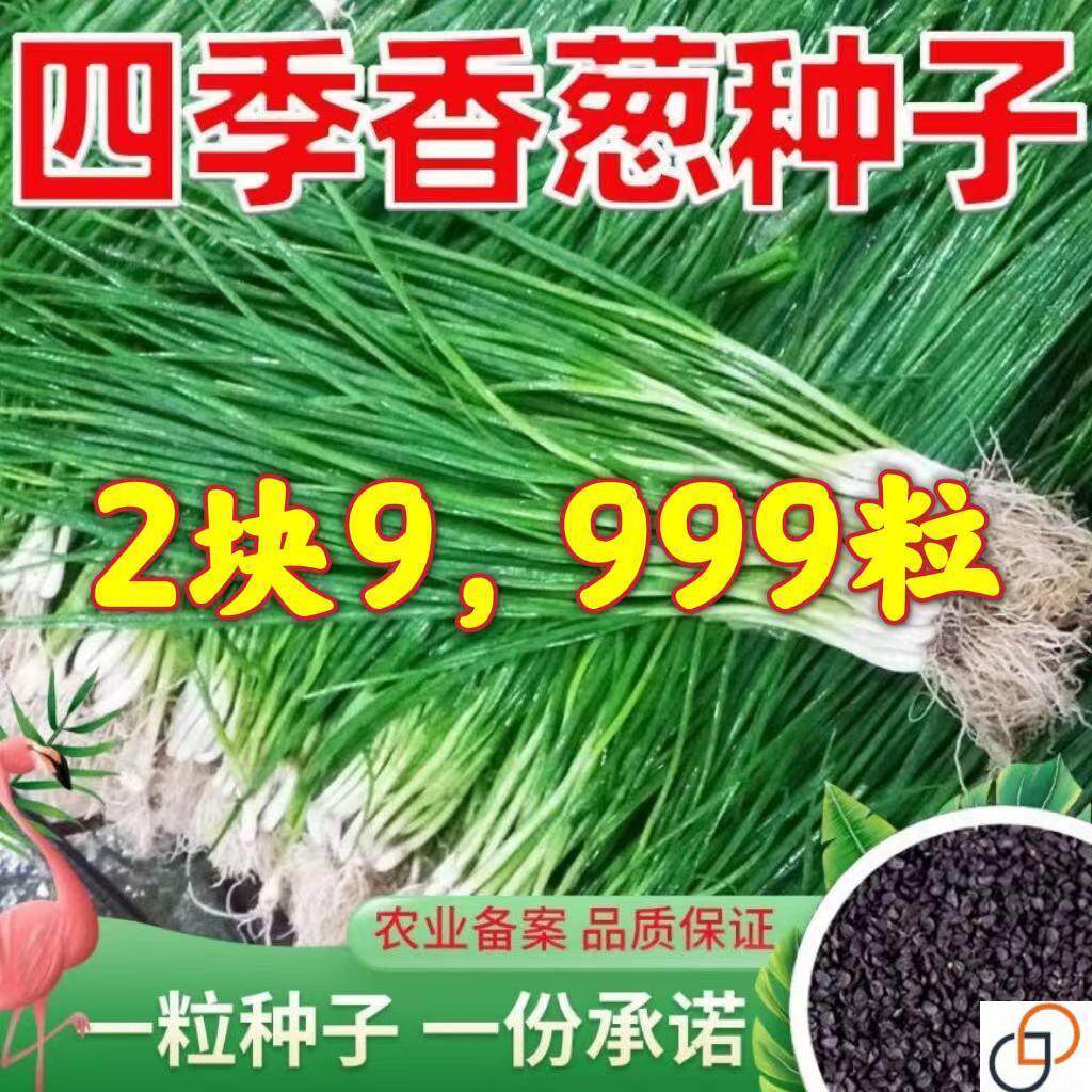 小香葱籽种子四季易种小葱种子阳台室内盆栽葱种子家庭菜种子
