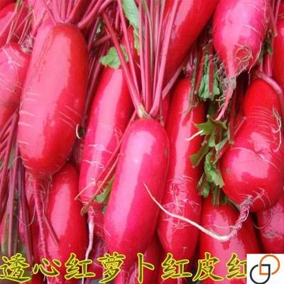 红心红皮萝卜种子 胭脂红萝卜 甜脆透心红 腌制泡菜萝卜萝卜种子