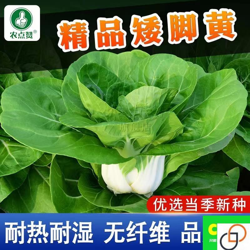 秋季南京矮脚黄菜籽白梗青菜种籽大全 耐寒小白菜种子奶白菜种孑