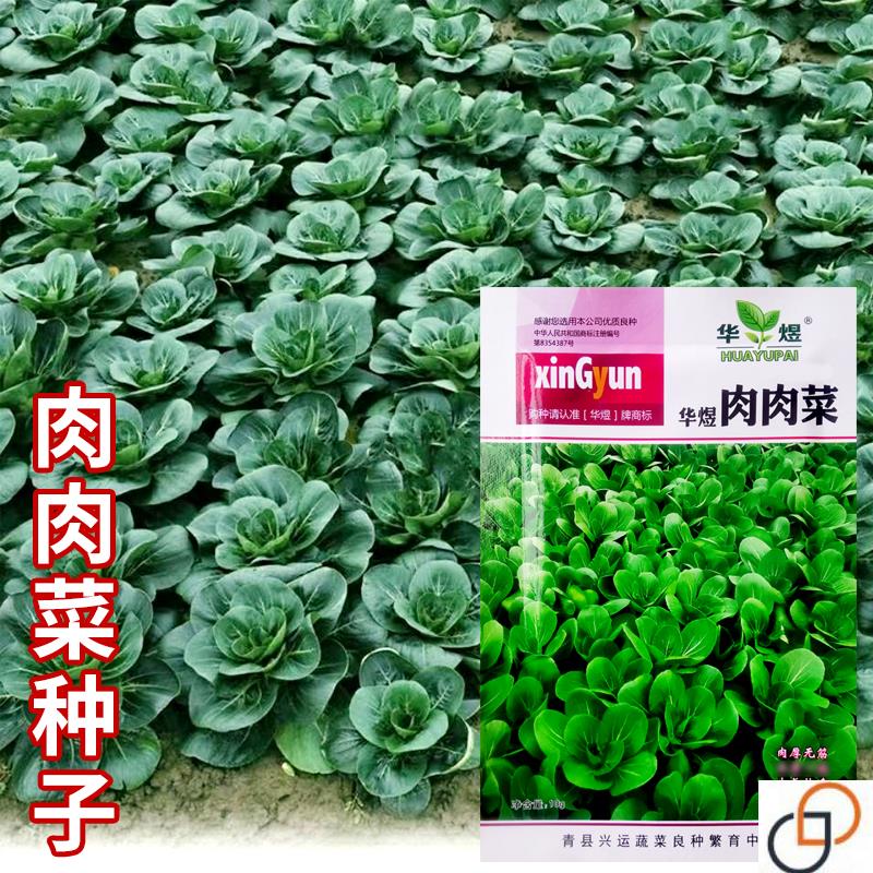 好吃四季香肉肉菜种子35天可采收耐寒耐热春秋播种青菜蔬菜种籽孑