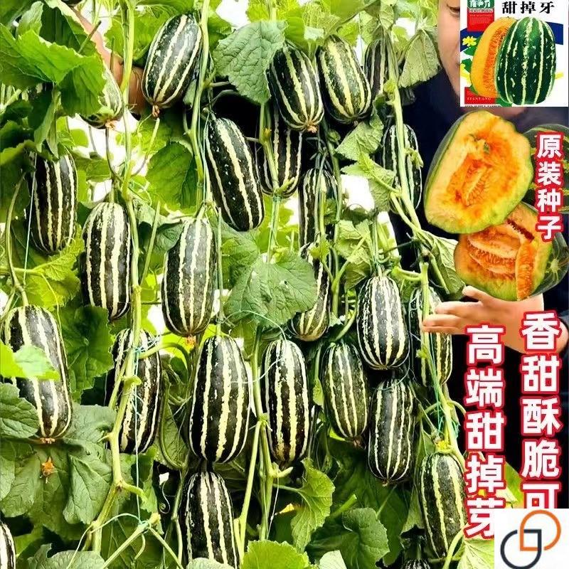 特大甜掉牙花皮甜瓜种子冰糖脆子甜瓜种籽羊角蜜薄皮高产耐热抗病