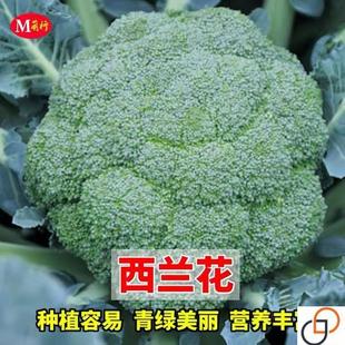 春秋播西兰花种子绿冠抗病早熟西兰花籽细粒花蕾80天杂交耐寒抗寒