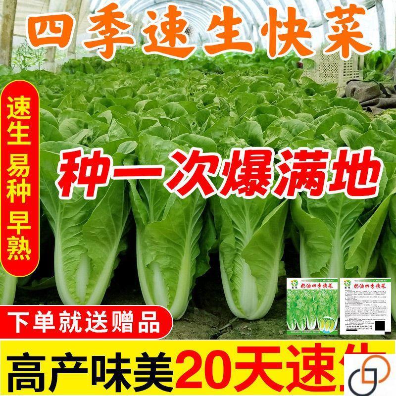 四季快种奶子高20天速生DNH油产小白菜蔬菜种籽耐热耐菜高温杂交