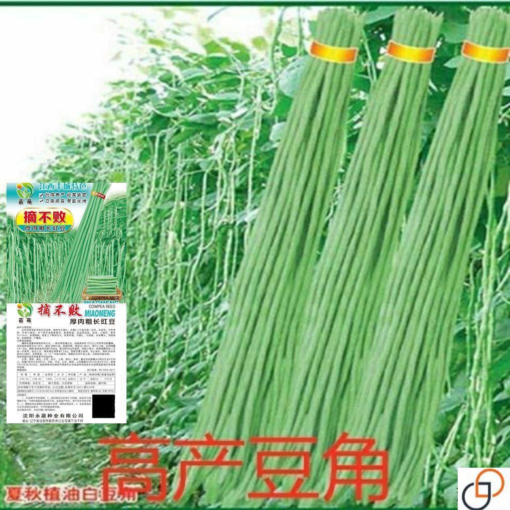 摘不败高产豇豆种绿条特长豆角春秋庭院田园易种蔬菜四季豆角种子