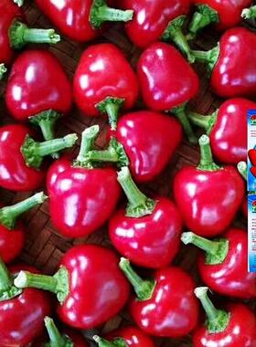 樱桃红泡椒种子 小灯笼泡椒坛子椒超辣种籽四季蔬菜