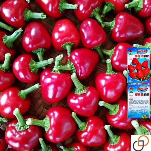 樱桃红泡椒种子 小灯笼泡椒坛子椒超辣种籽四季蔬菜