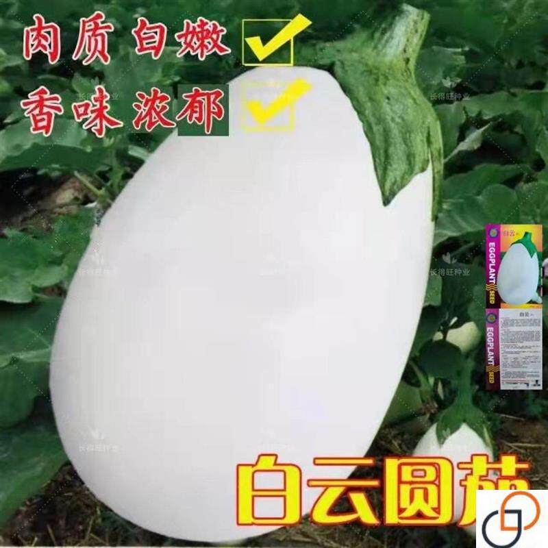 白圆茄种子鸡蛋茄白罐茄白茄子种子抗病高产早熟农家田园蔬菜种孑