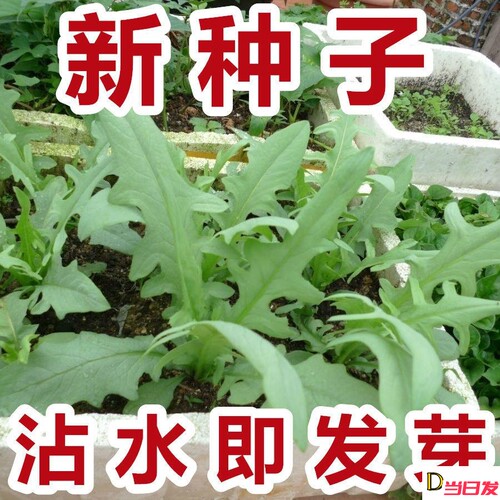 新西兰进口四季高产生菜种子