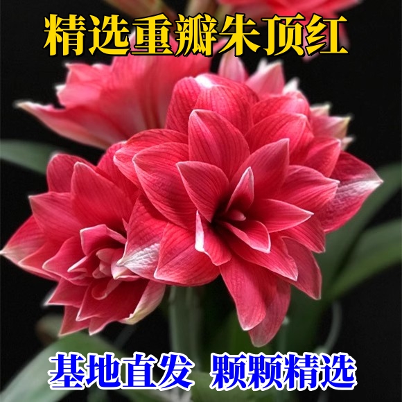 【带芽发货】进口朱顶红种球盆栽重瓣大球室内花卉植物四季好养活