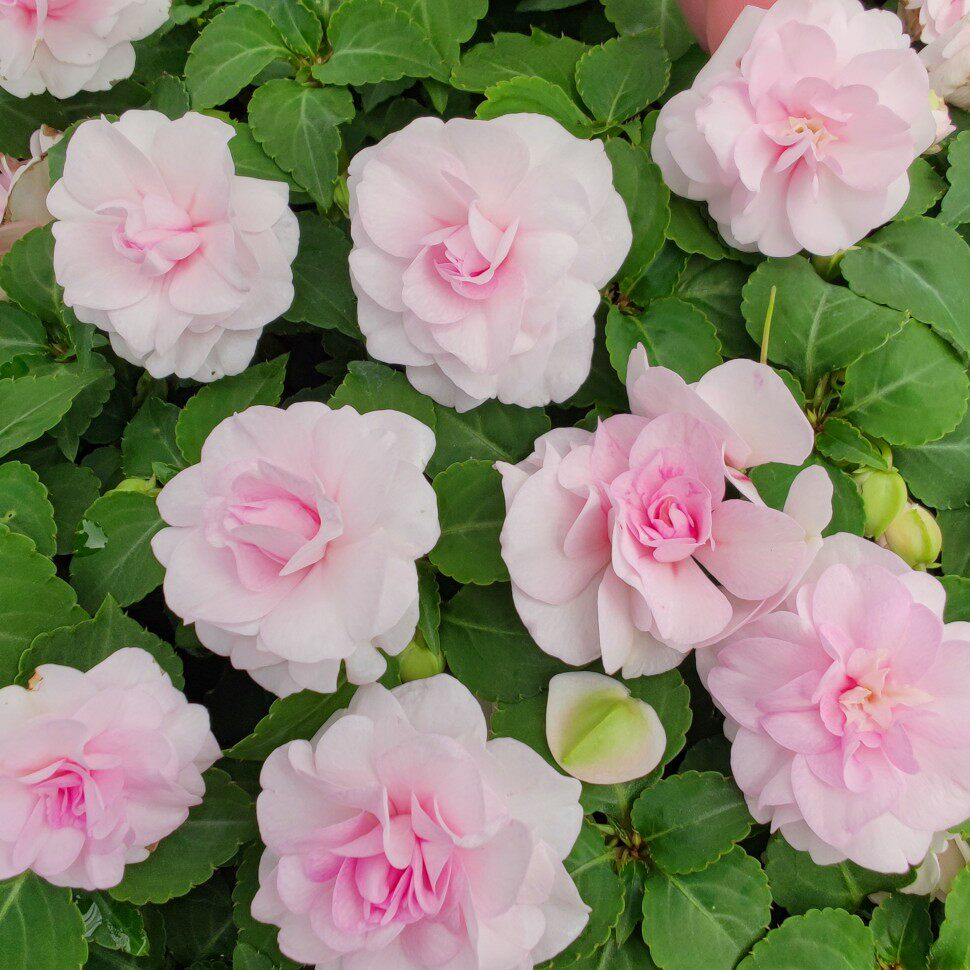 重瓣凤仙花玻璃翠盆栽水梅花四季开花阳台好养喜阳懒人带花苞大苗