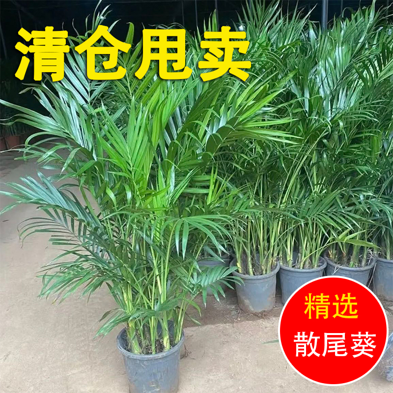 散尾葵植物盆栽客厅大型绿植富贵椰子办公室凤尾竹花卉大号吸甲醛