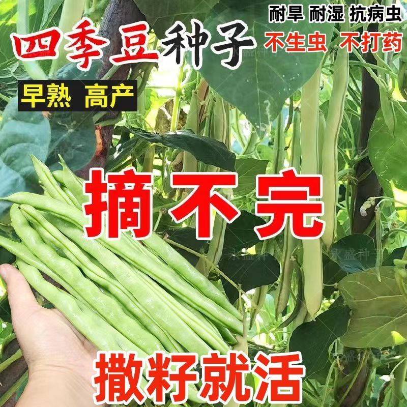 艾辰园艺四季豆种子早熟高产