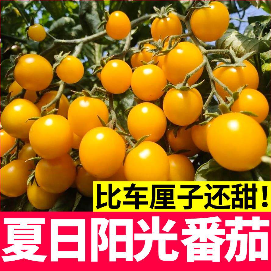 索美超甜皮薄圣女果苗阳台盆栽