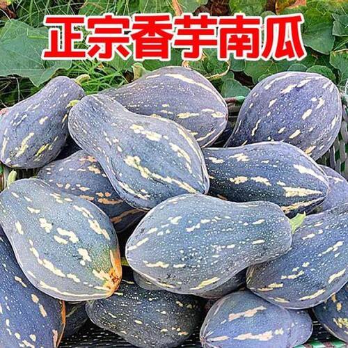 卉林水阁香芋南瓜种子四季可种