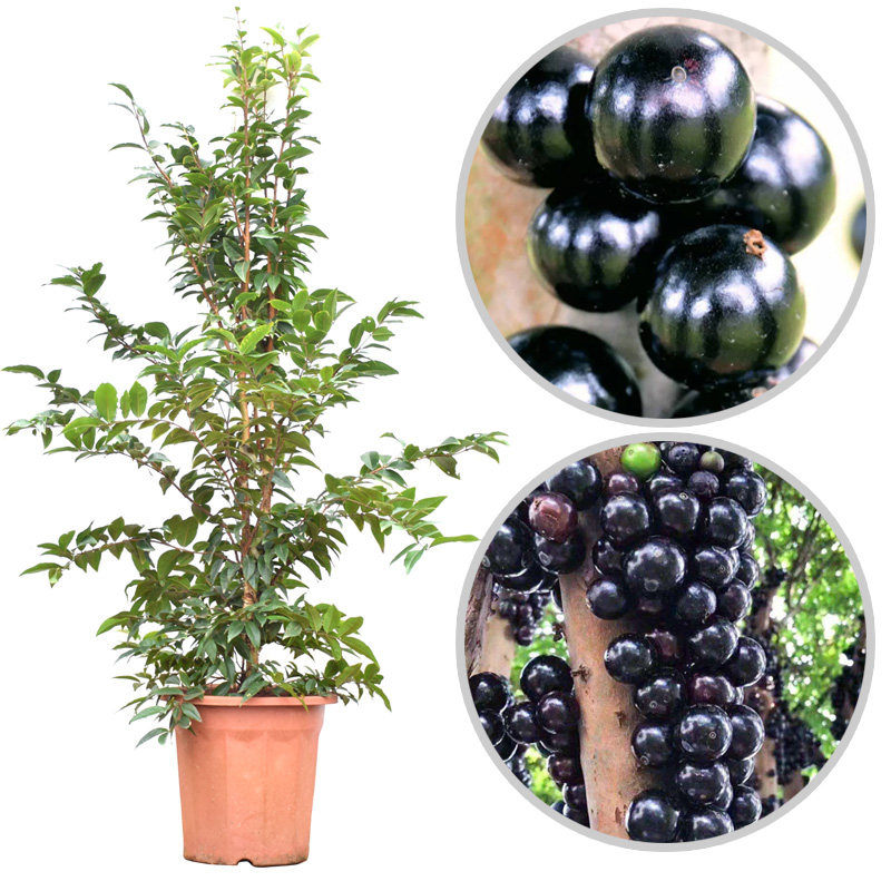 嘉宝果苗树葡萄苗艾斯卡嘉宝果树苗 南方果树苗 带叶带土带果发货