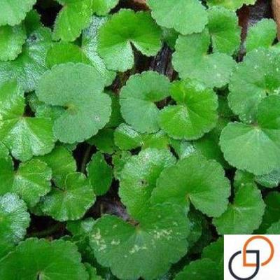 铜钱草种子雷公根种子种苗盆栽野生苗阳台栽种植物包邮