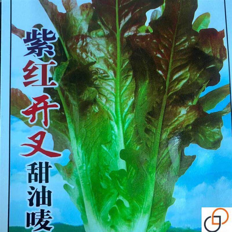 紫红开叉油麦菜种子红尖叶甜麦菜四季播耐热速生菜紫色油麦菜