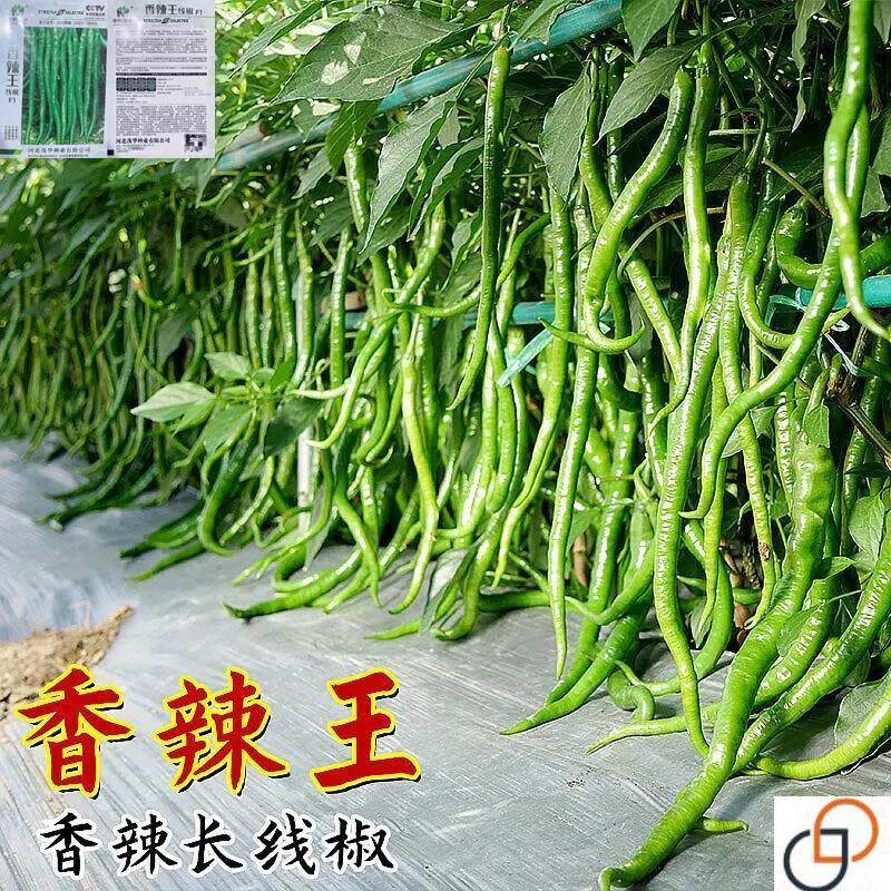 高产香辣王线椒种子辣椒种籽特辣蔬菜阳台南方四季盆栽籽种孑苗秧