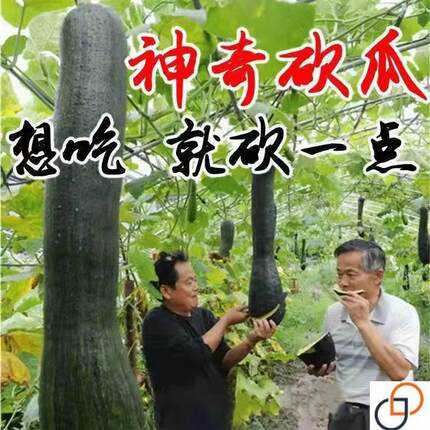 神奇砍瓜种子种籽四季种植特大农家秧巨型菜瓜爬藤藤曼蔬菜子种子