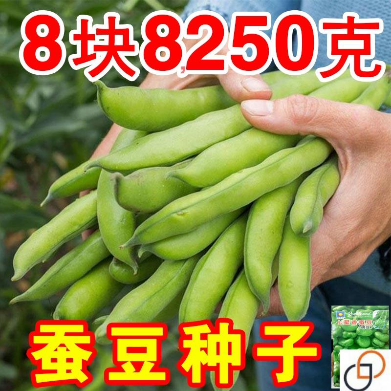 正宗七星香蚕豆种种子特大高产胡豆种籽春秋冬季早熟耐寒罗汉种孑