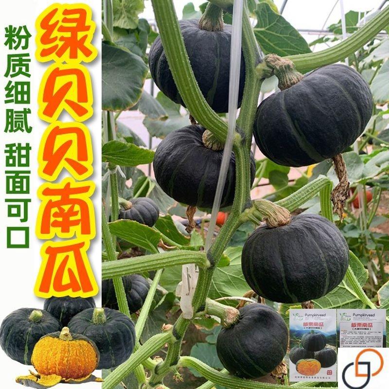 绿贝贝南瓜种子板栗小南瓜种籽新品种甜香糯高产早熟春秋蔬菜种子