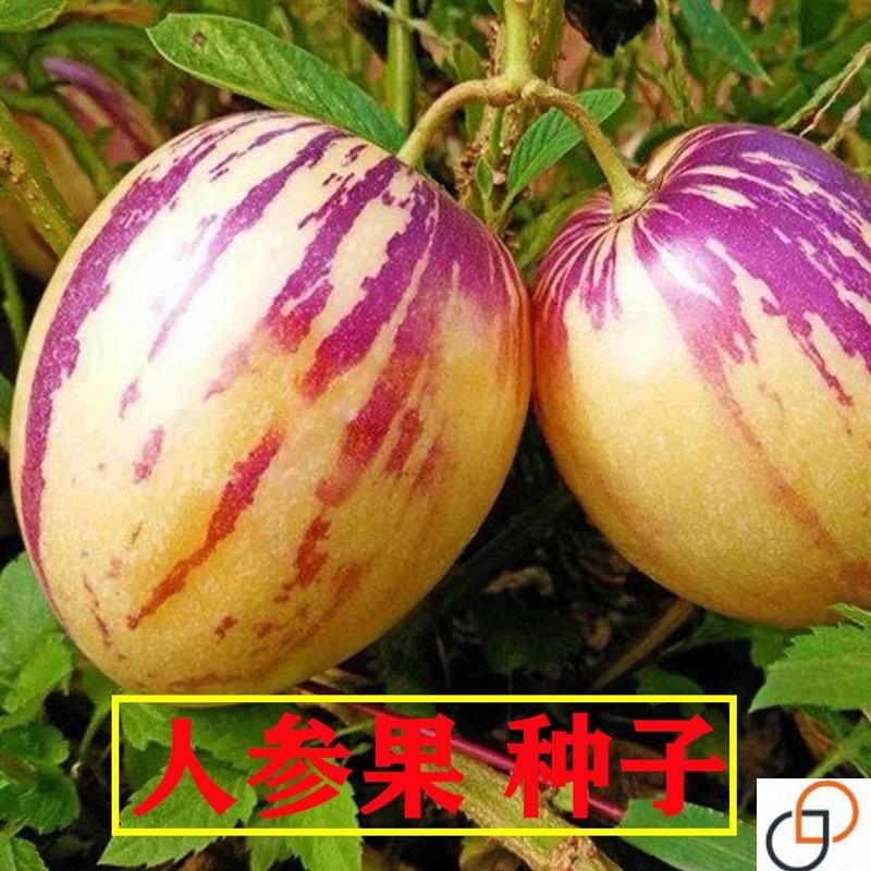 人参果种子云南仙人果盆栽人生果种籽圆果南北方四季水果蔬菜种子