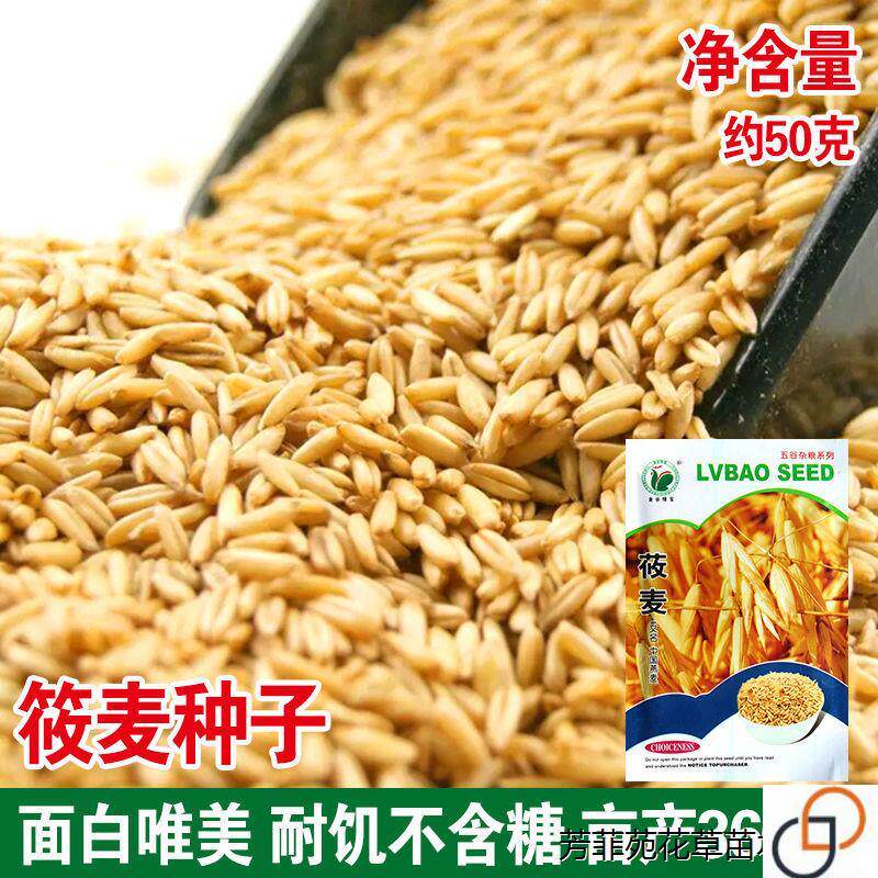 筱麦种子燕麦种子国产燕麦牧草种子易活产量好营养优春秋季种植籽