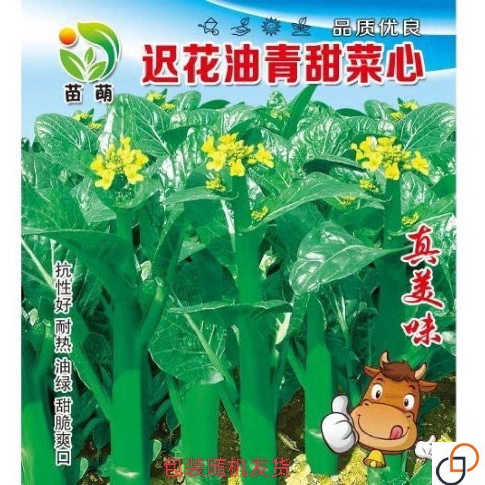 油青甜菜种子四VDV心季播阳台种菜籽广东菜心菜苔蔬菜菜种子夏播